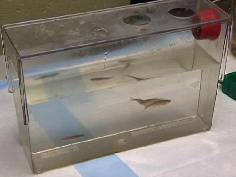 Gavaging Adult Zebrafish