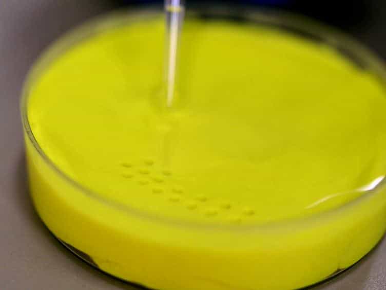 Facial Transplants in Xenopus laevis Embryos