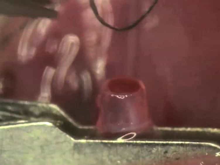 Murine Cervical Heart Transplantation Model Using a Modified Cuff Technique