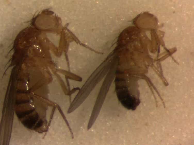 A Single-fly Assay for Foraging Behavior in Drosophila