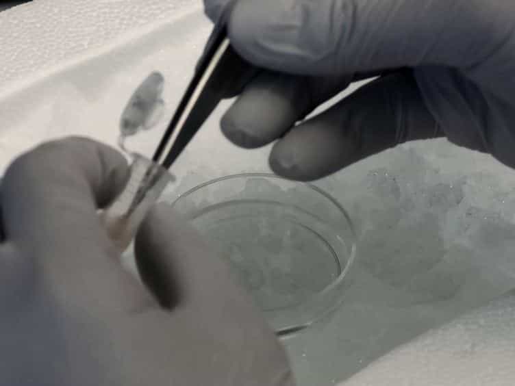 Slide Preparation Method to Preserve Three-dimensional Chromatin Architecture of Testicular Germ Cells