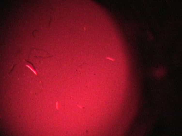 Using Caenorhabditis elegans as a Model System to Study Protein Homeostasis in a Multicellular Organism