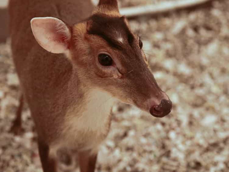 Transabdominal Ultrasound for Pregnancy Diagnosis in Reeves' Muntjac Deer