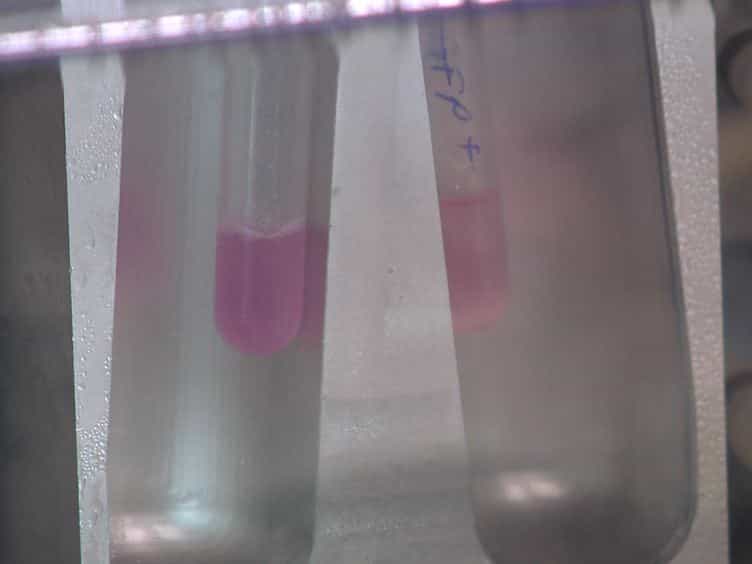 Enrichment and Purging of Human Embryonic Stem Cells by Detection of Cell Surface Antigens Using the Monoclonal Antibodies TG30 and GCTM-2