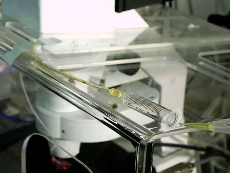 Use of pHluorin to Assess the Dynamics of Axon Guidance Receptors in Cell Culture and in the Chick Embryo