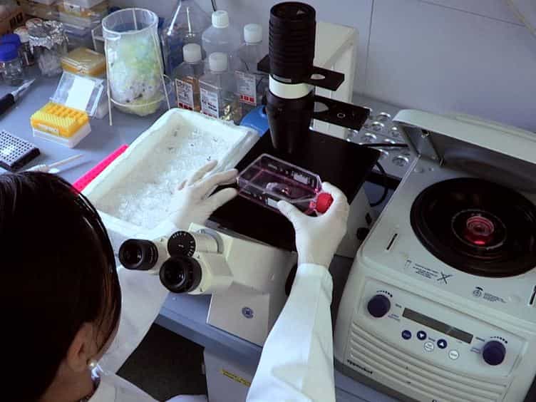Stretch in Brain Microvascular Endothelial Cells cEND as an In Vitro Traumatic Brain Injury Model of the Blood Brain Barrier