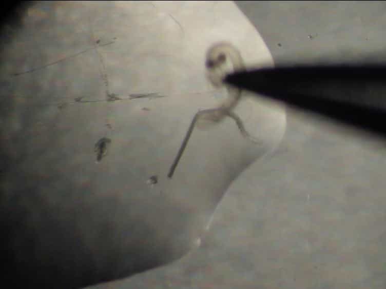 Imaging Centrosomes in Fly Testes