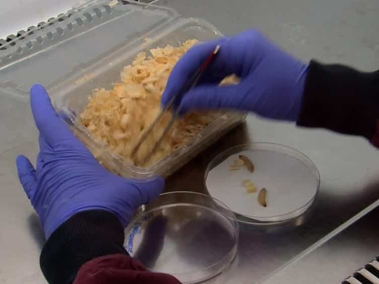 Use of Galleria mellonella as a Model Organism to Study Legionella pneumophila Infection