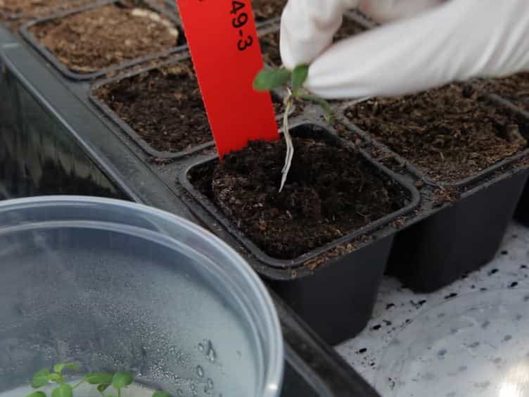 Agroinfiltration and PVX Agroinfection in Potato and Nicotiana benthamiana