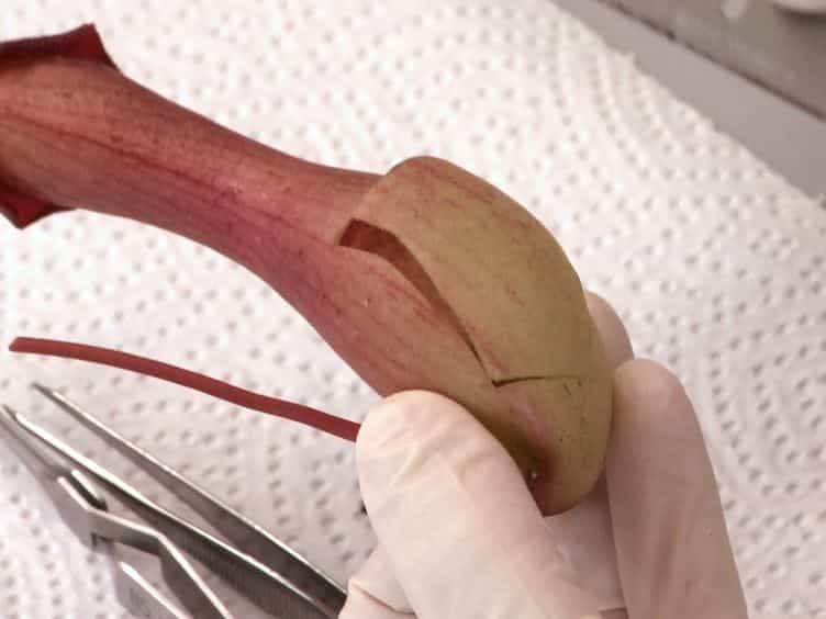 Isolation of Viable Multicellular Glands from Tissue of the Carnivorous Plant, Nepenthes