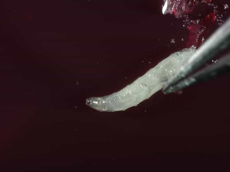 Using Microfluidics Chips for Live Imaging and Study of Injury Responses in Drosophila Larvae