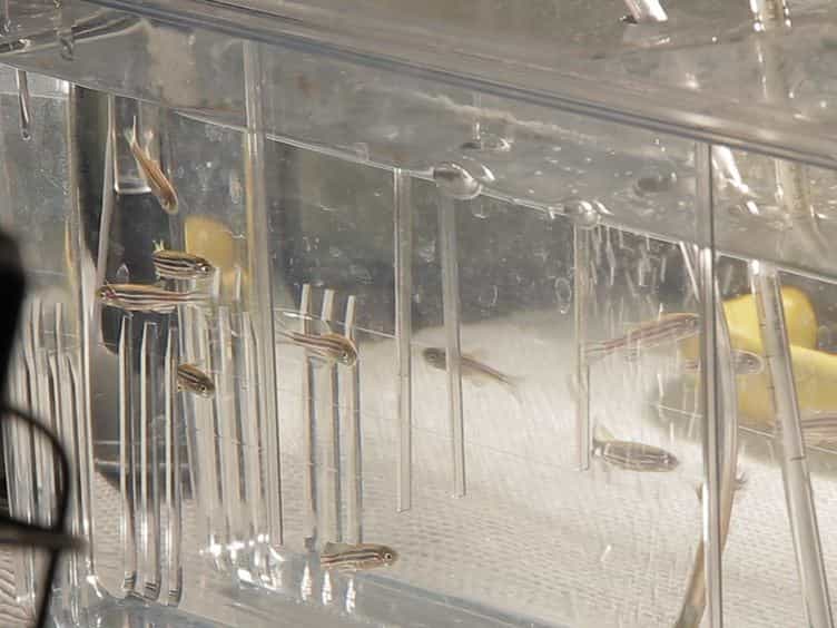 A Novel Light Damage Paradigm for Use in Retinal Regeneration Studies in Adult Zebrafish