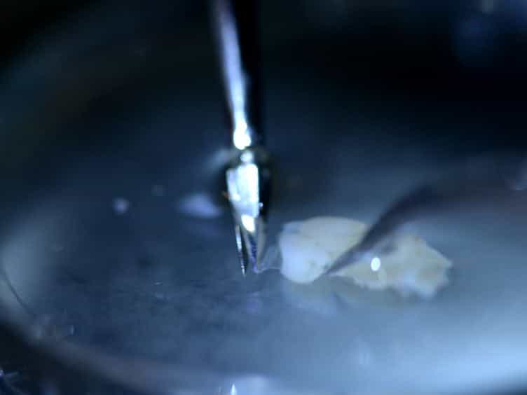 Isolation and Culture of Endothelial Cells from the Embryonic Forebrain