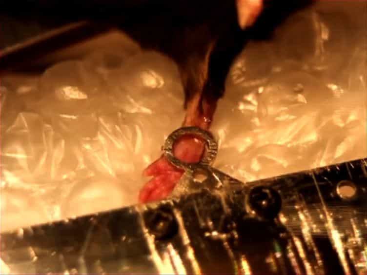 In Vivo Two-Photon Microscopy of Single Nerve Endings in Skin