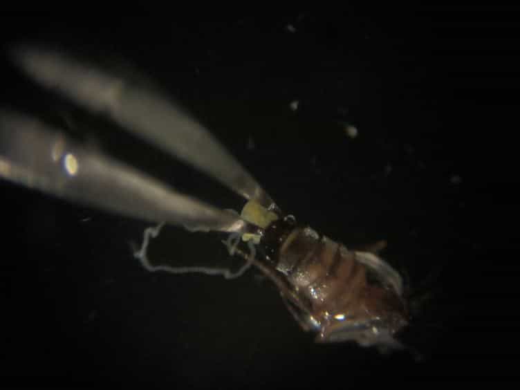 Cytological Analysis of Spermatogenesis: Live and Fixed Preparations of Drosophila Testes
