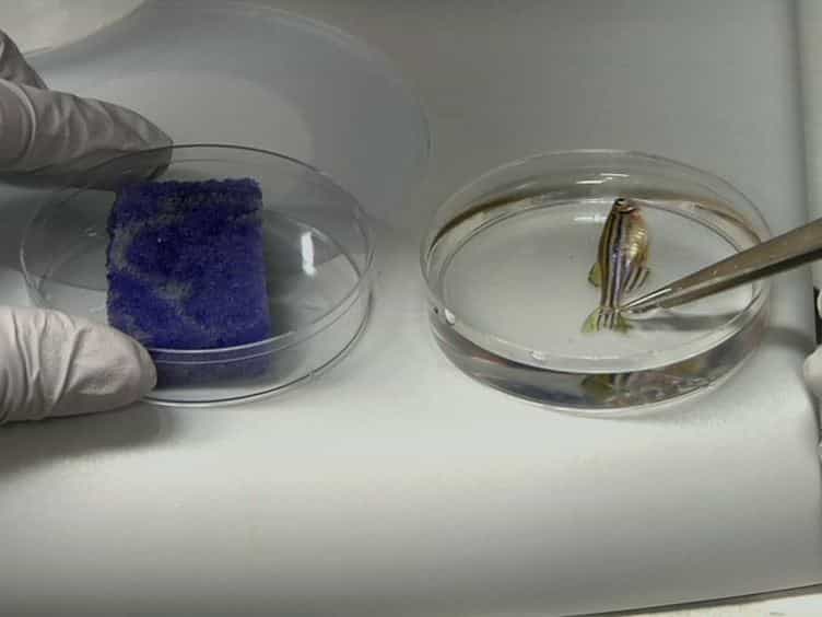 Electrophysiological Recording in the Brain of Intact Adult Zebrafish