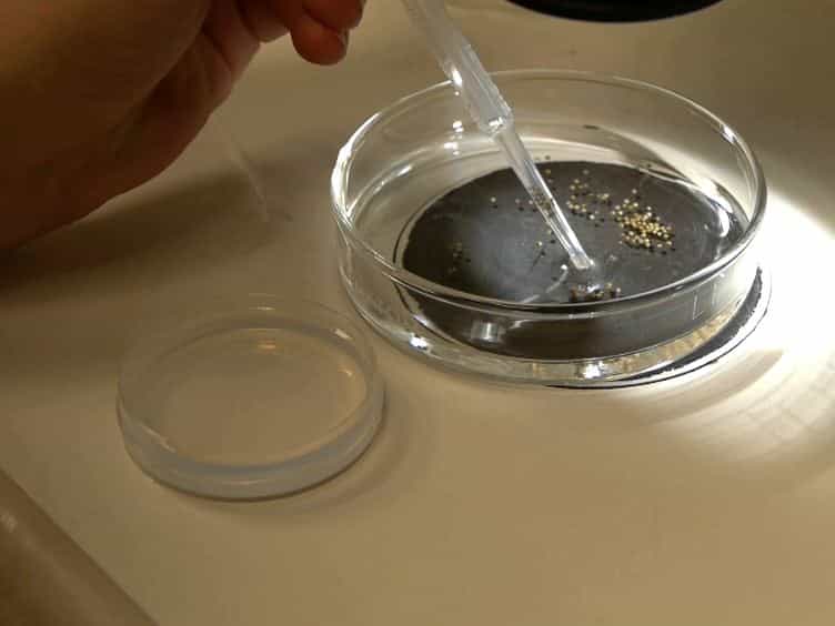 Dissection of Xenopus laevis Neural Crest for in vitro Explant Culture or in vivo Transplantation