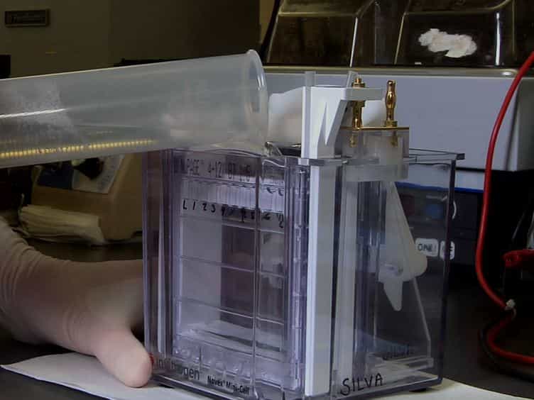 The Fastest Western in Town: A Contemporary Twist on the Classic Western Blot Analysis