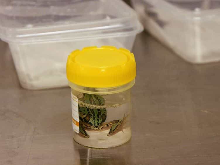 Reduced Itraconazole Concentration and Durations Are Successful in Treating Batrachochytrium dendrobatidis Infection in Amphibians