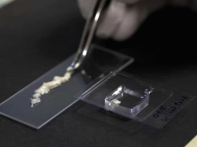 Production of RNA for Transcriptomic Analysis from Mouse Spinal Cord Motor Neuron Cell Bodies by Laser Capture Microdissection