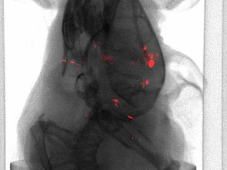 In Vivo Optical Imaging of Brain Tumors and Arthritis Using Fluorescent SapC-DOPS Nanovesicles