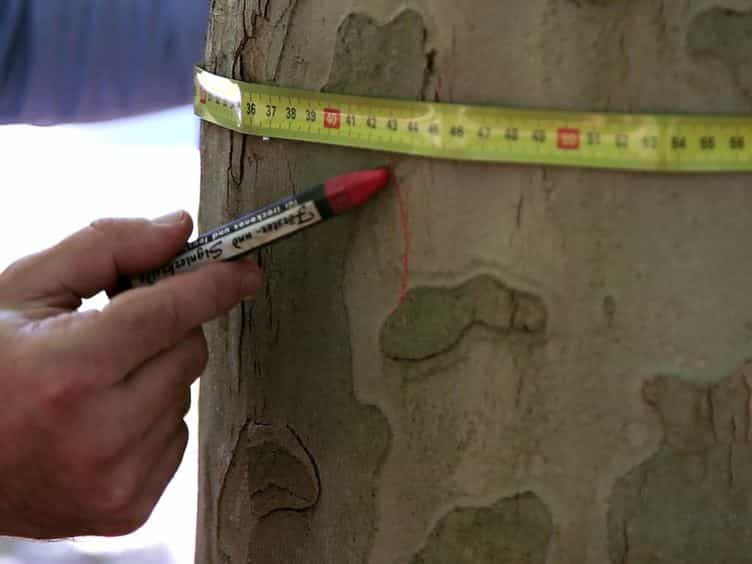 A Venturi Effect Can Help Cure Our Trees
