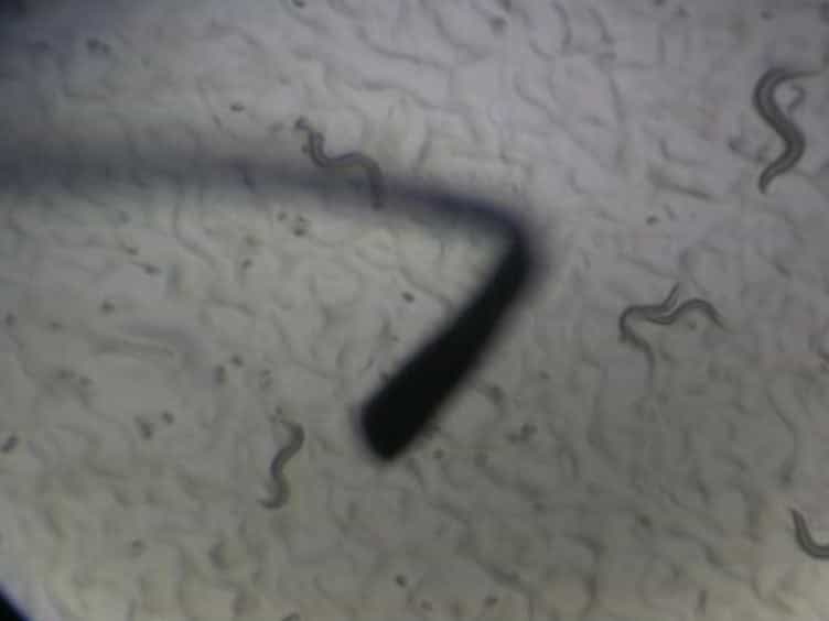 Measuring the Effects of Bacteria on C. Elegans Behavior Using an Egg Retention Assay