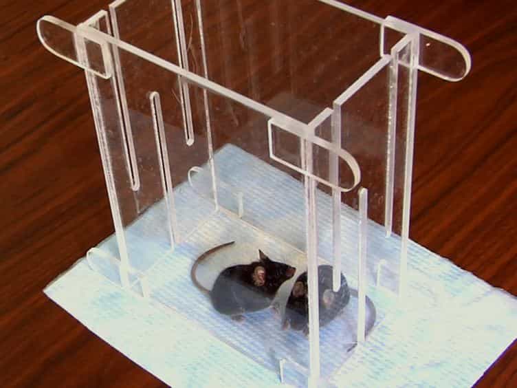 Study Motor Skill Learning by Single-pellet Reaching Tasks in Mice