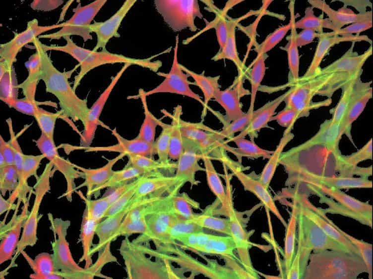 Rapid Analysis and Exploration of Fluorescence Microscopy Images