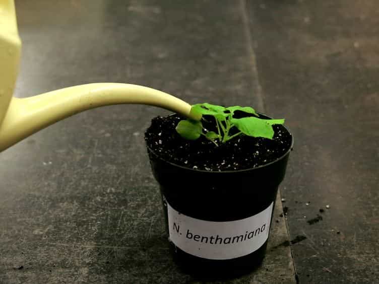 Assaying Proteasomal Degradation in a Cell-free System in Plants