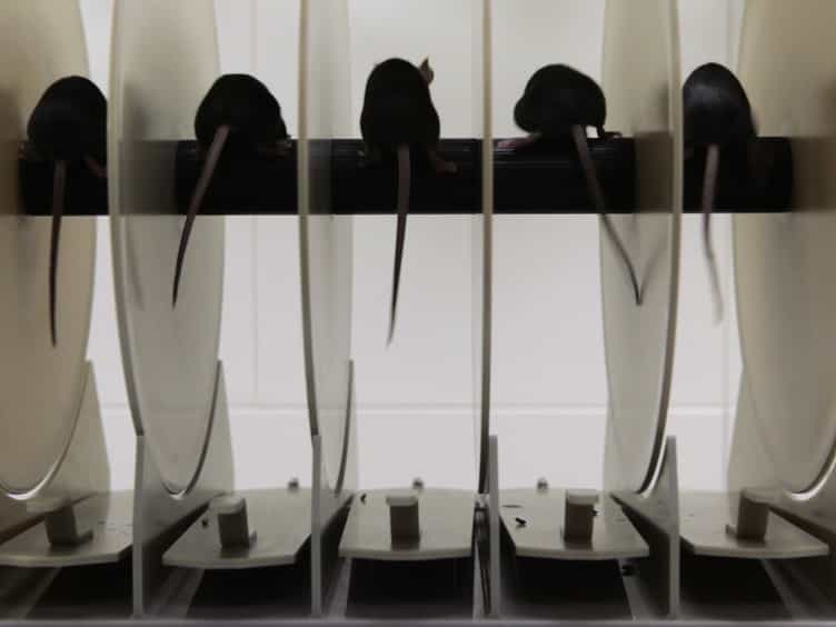 Assessing Functional Performance in the Mdx Mouse Model