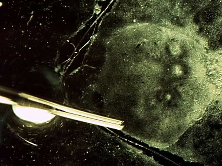 Harmonic Nanoparticles for Regenerative Research