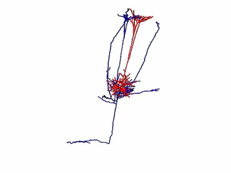 Juxtasomal Biocytin Labeling to Study the Structure-function Relationship of Individual Cortical Neurons