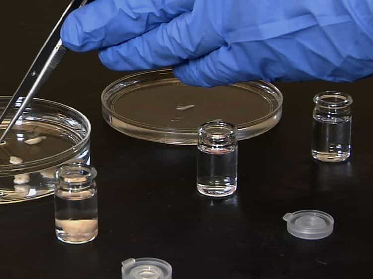 Imaging Cleared Intact Biological Systems at a Cellular Level by 3DISCO