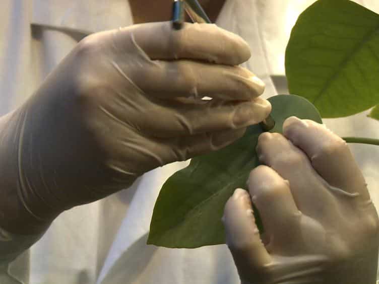 Transcript and Metabolite Profiling for the Evaluation of Tobacco Tree and Poplar as Feedstock for the Bio-based Industry