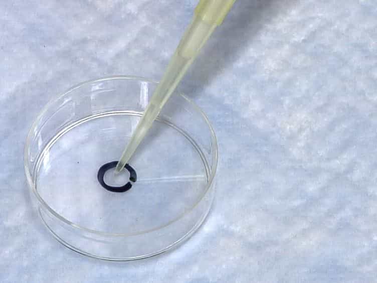 Human Neutrophil Flow Chamber Adhesion Assay