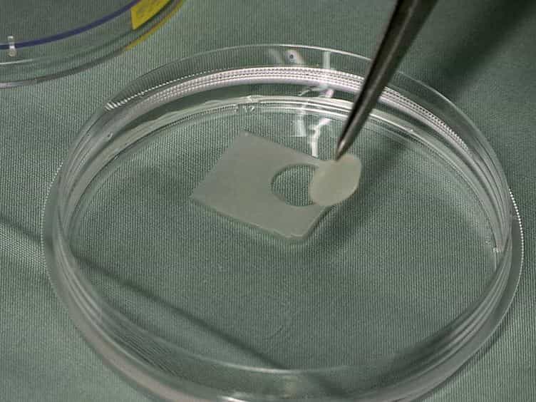 A Full Skin Defect Model to Evaluate Vascularization of Biomaterials In Vivo