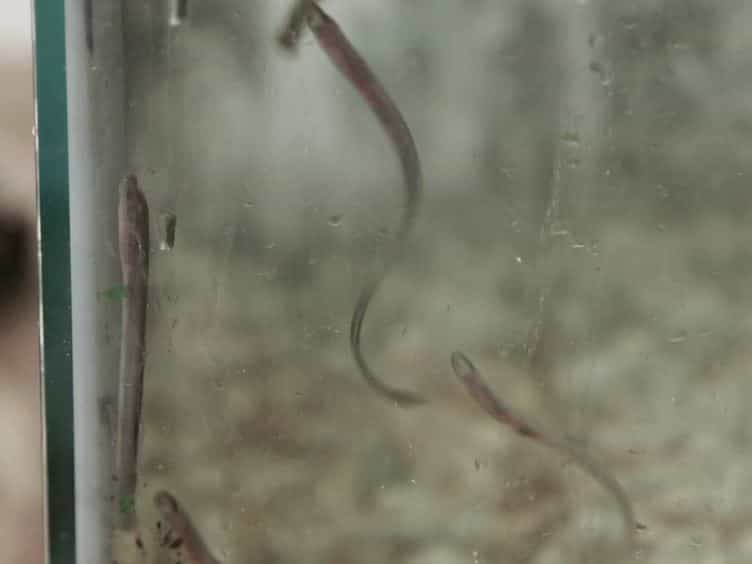 Complete Spinal Cord Injury and Brain Dissection Protocol for Subsequent Wholemount In Situ Hybridization in Larval Sea Lamprey