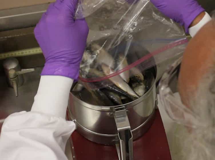 Laboratory Estimation of Net Trophic Transfer Efficiencies of PCB Congeners to Lake Trout Salvelinus namaycush from Its Prey