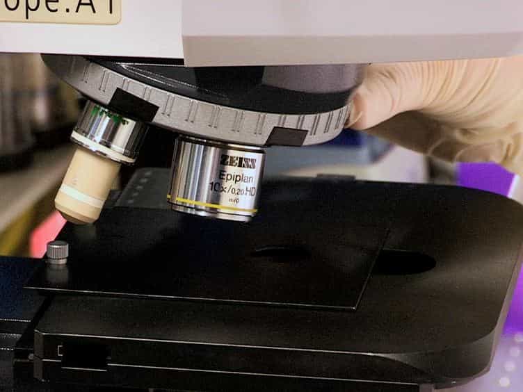 Analyzing the Movement of the Nauplius 'Artemia salina' by Optical Tracking of Plasmonic Nanoparticles