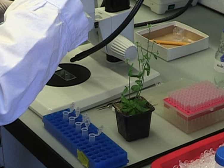 An Efficient Method for Quantitative, Single-cell Analysis of Chromatin Modification and Nuclear Architecture in Whole-mount Ovules in Arabidopsis
