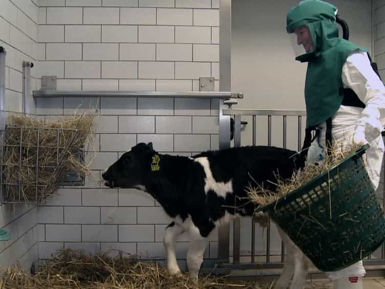 The Bovine Lung in Biomedical Research: Visually Guided Bronchoscopy, Intrabronchial Inoculation and In Vivo Sampling Techniques