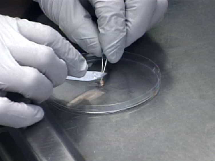 Transgenic Rodent Assay for Quantifying Male Germ Cell Mutant Frequency