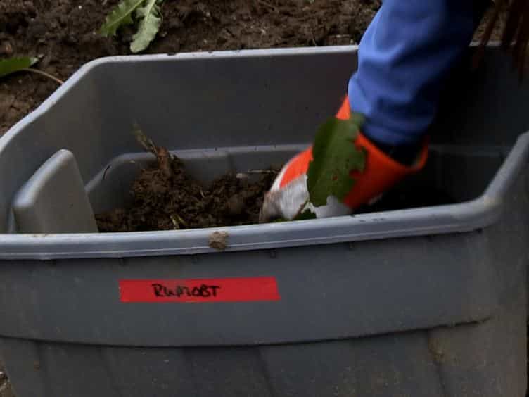 Experimental Protocol for Manipulating Plant-induced Soil Heterogeneity