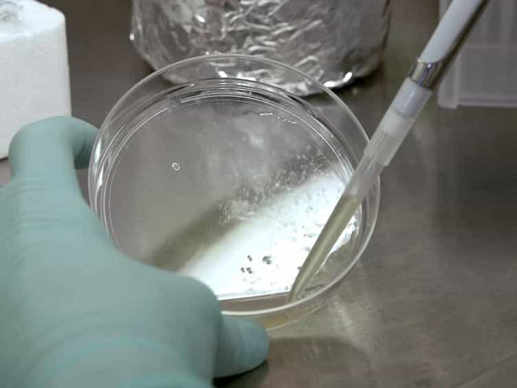 Feeder-free Derivation of Neural Crest Progenitor Cells from Human Pluripotent Stem Cells