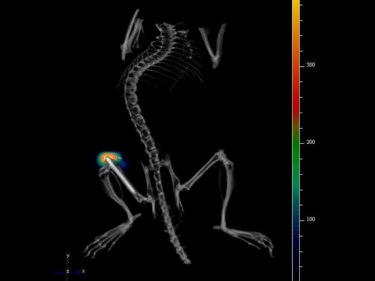 Combined In vivo Optical and µCT Imaging to Monitor Infection, Inflammation, and Bone Anatomy in an Orthopaedic Implant Infection in Mice