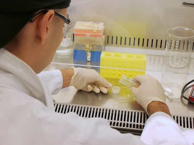 The Use of Fluorescent Target Arrays for Assessment of T Cell Responses In vivo