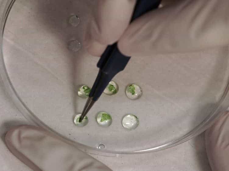 Measuring the Osmotic Water Permeability Coefficient Pf of Spherical Cells: Isolated Plant Protoplasts as an Example