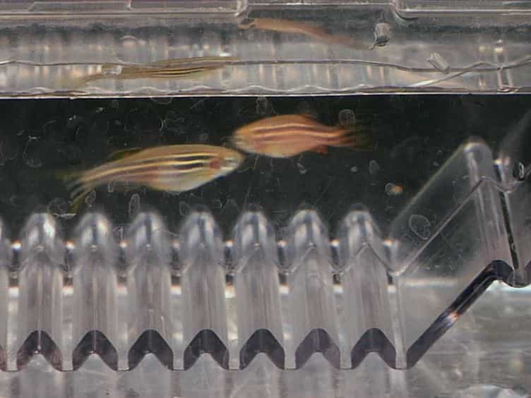 Production of Haploid Zebrafish Embryos by In Vitro Fertilization