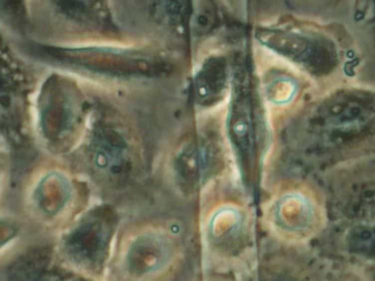 A Functional Assay for Gap Junctional Examination; Electroporation of Adherent Cells on Indium-Tin Oxide